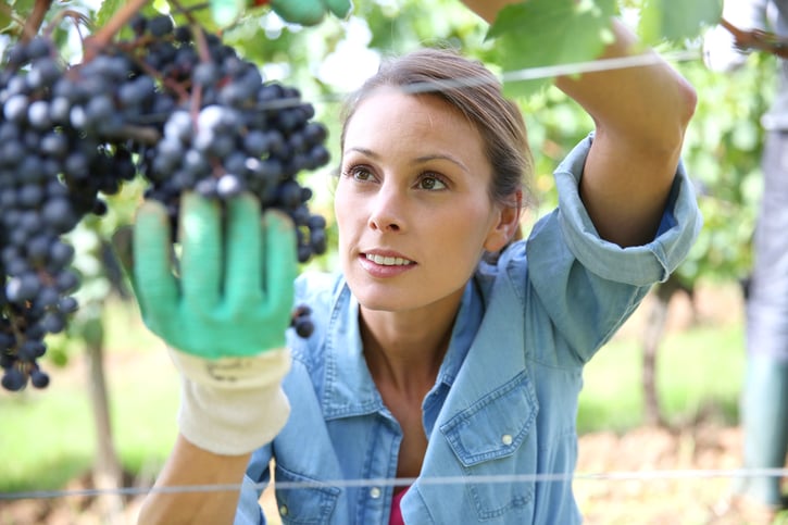 Tout savoir sur le contrat saisonnier