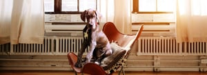 Die Vorteile eines Hundes am Arbeitsplatz